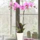 Orquídea  Mora o Lila -Encanto
